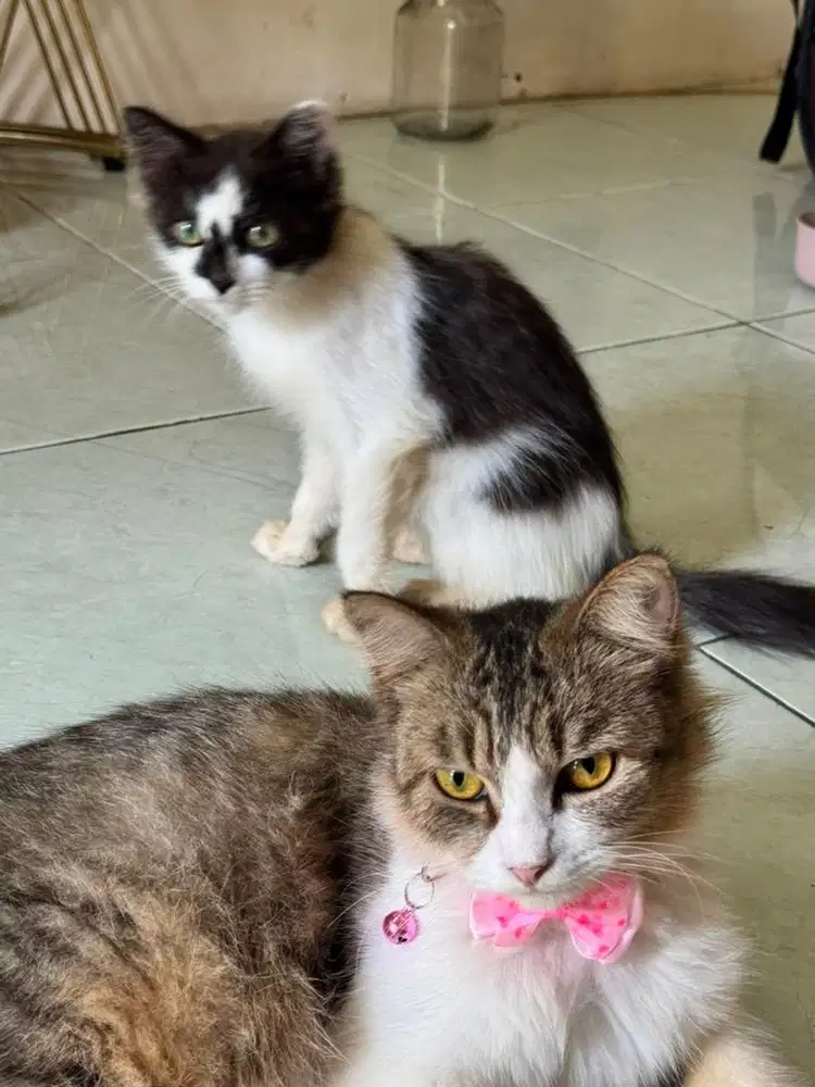 Open adopsi persia mix anggora Ibu dan anak usia 4 bulan boleh satuan