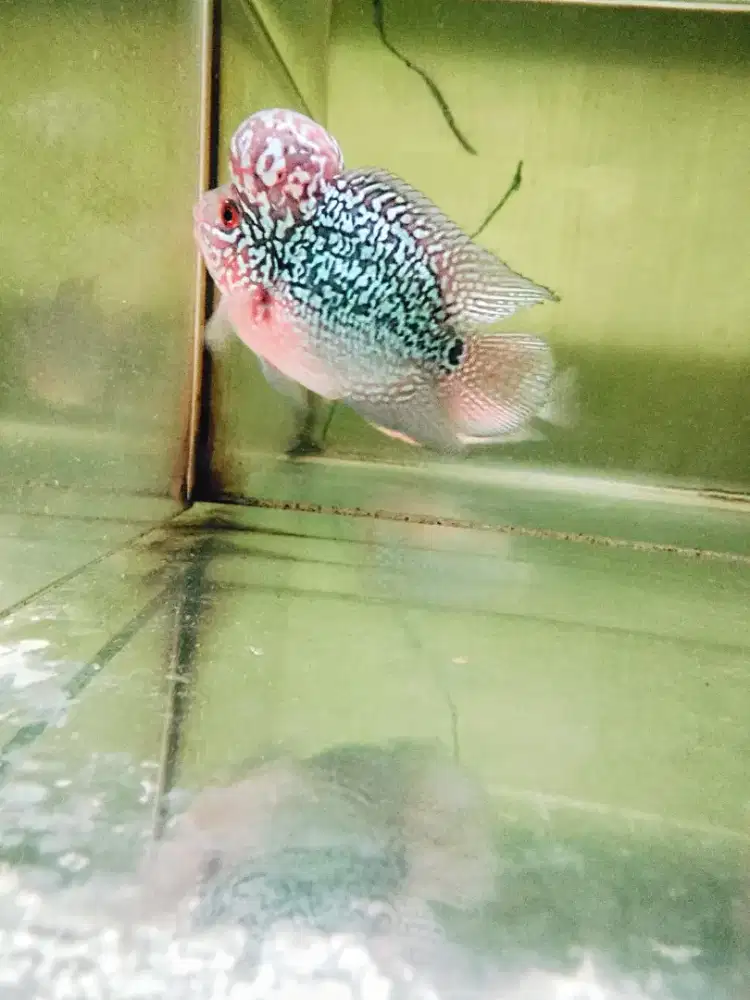 Louhan bonsai jenong