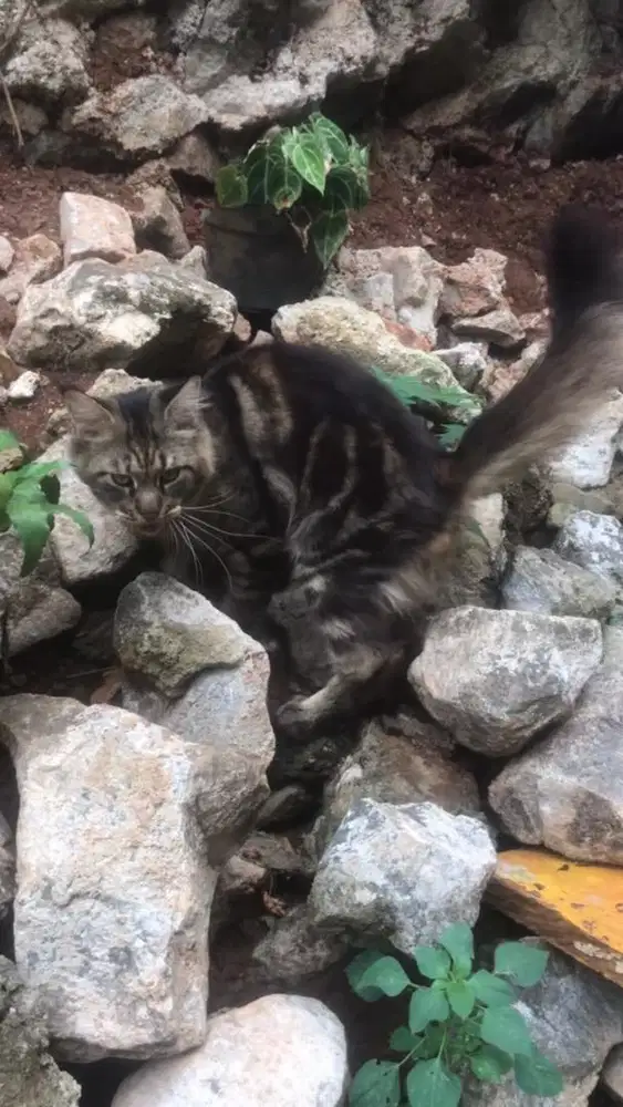 Jasa pacak kucing mainecoon