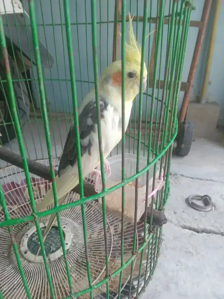 Burung parkit australia
