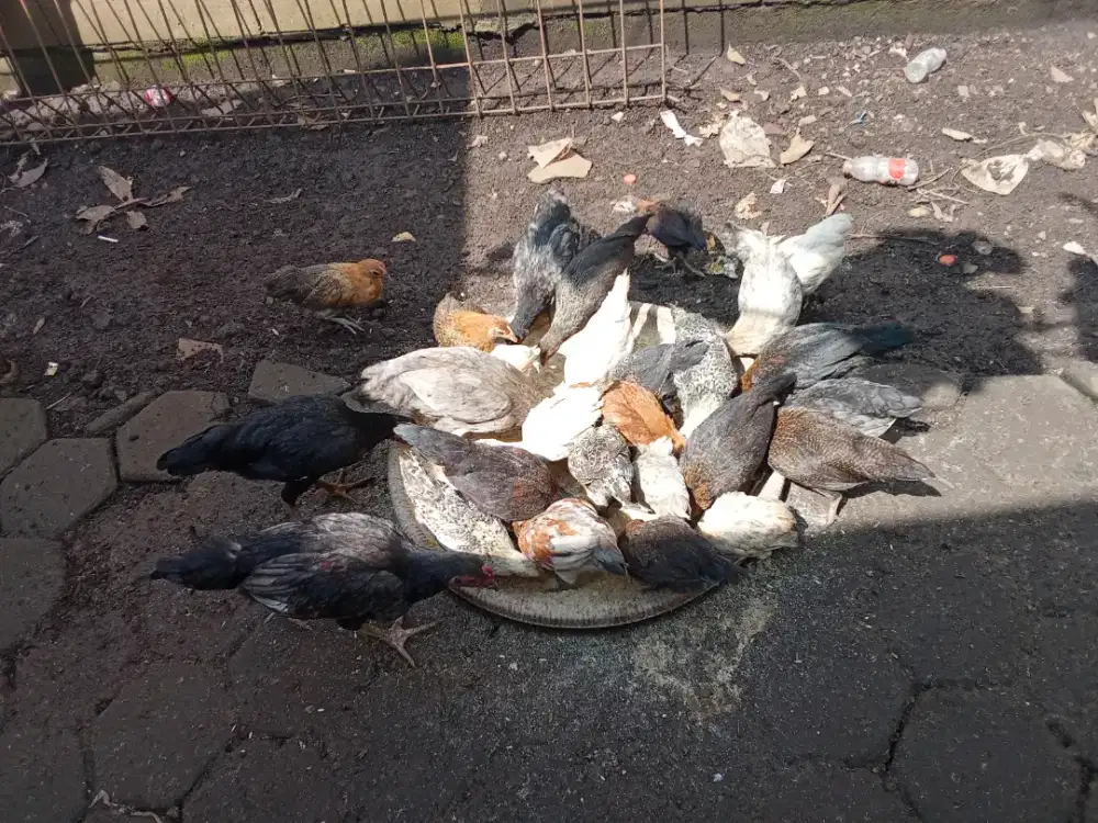 Ayam kampung Arab dan kub