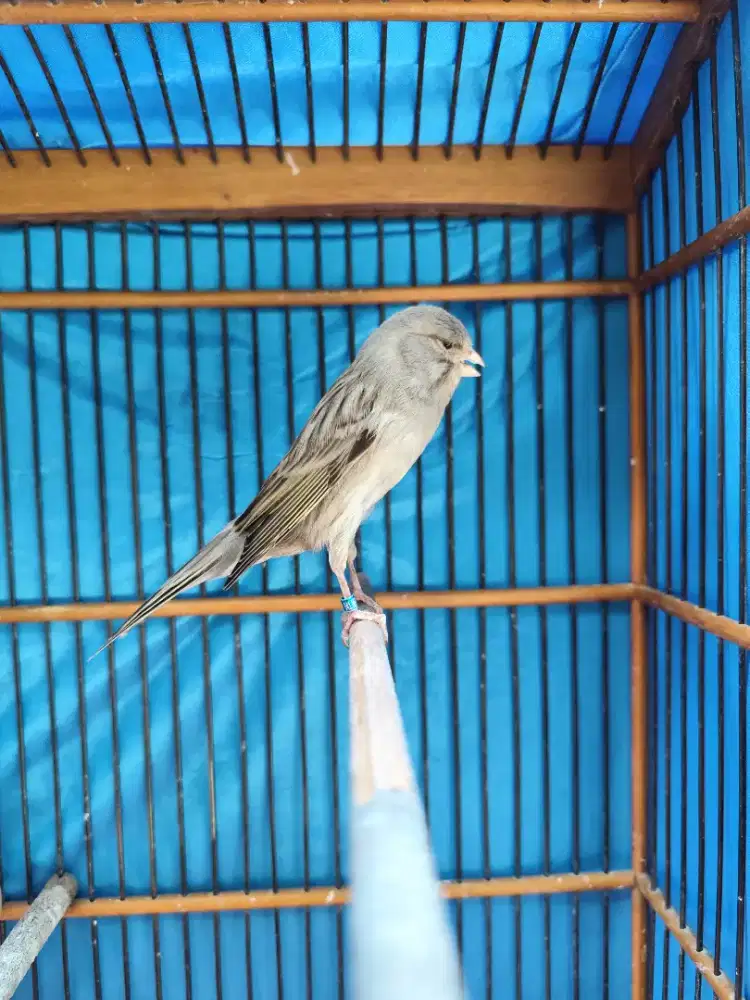 Kenari F1YS starblue Jantan Gacor