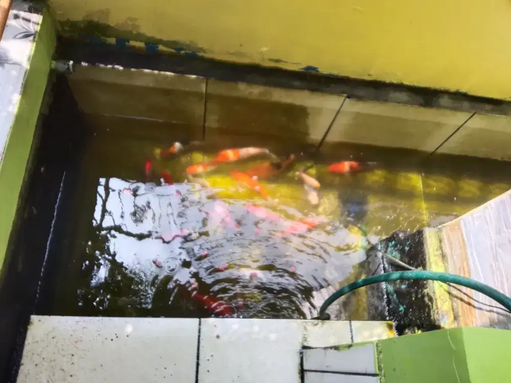 Jual ikan koi& perangkat kolamnya(mesin sirkulasi)harga bersahabat