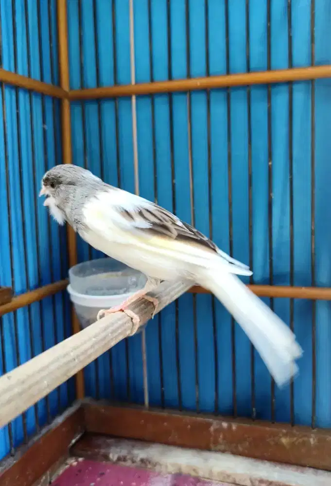 Kenari Afs Jantan Panda