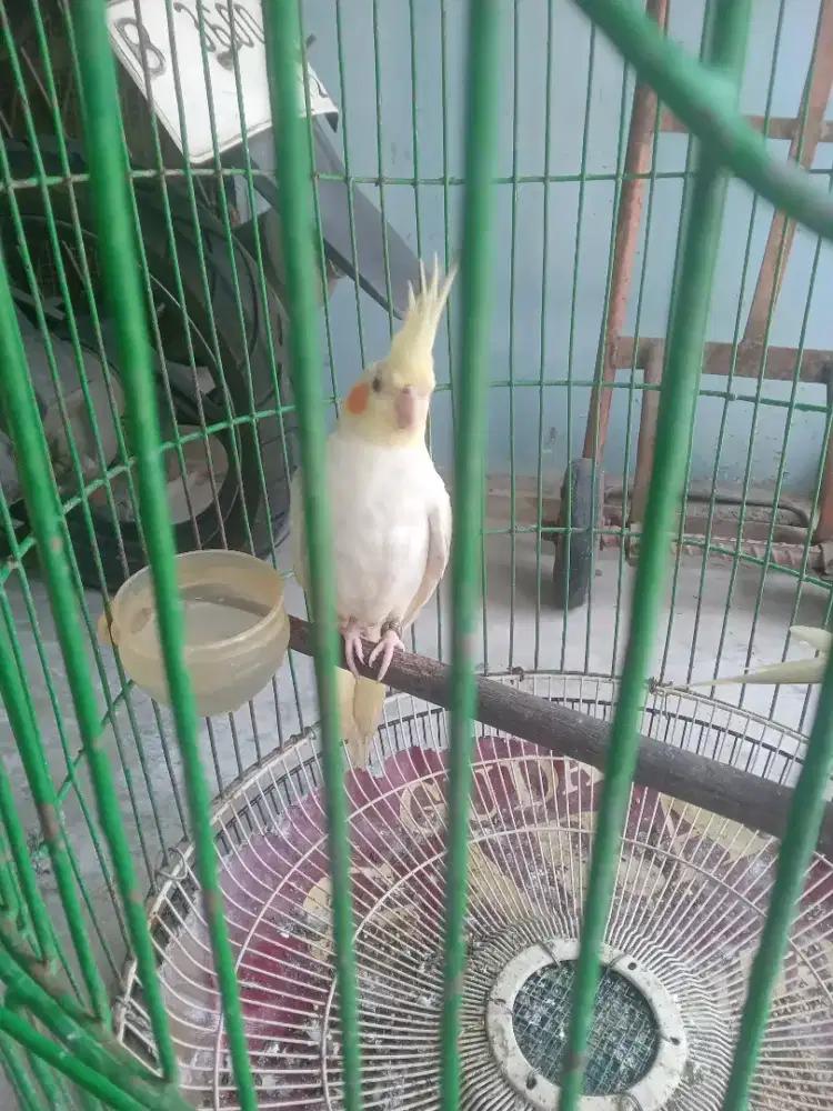 Burung parkit australia