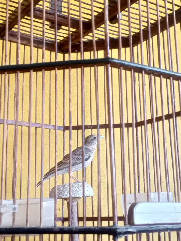 short toed lark (sanma mini)