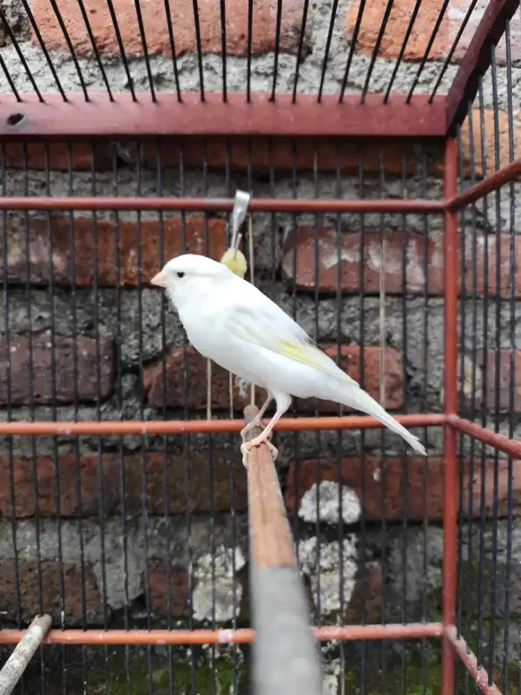 Kenari AF paud Jantan Rasa F1YS