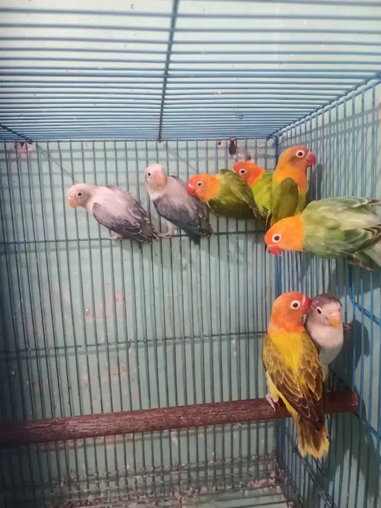 Dijual love bird borongan 8 ekor