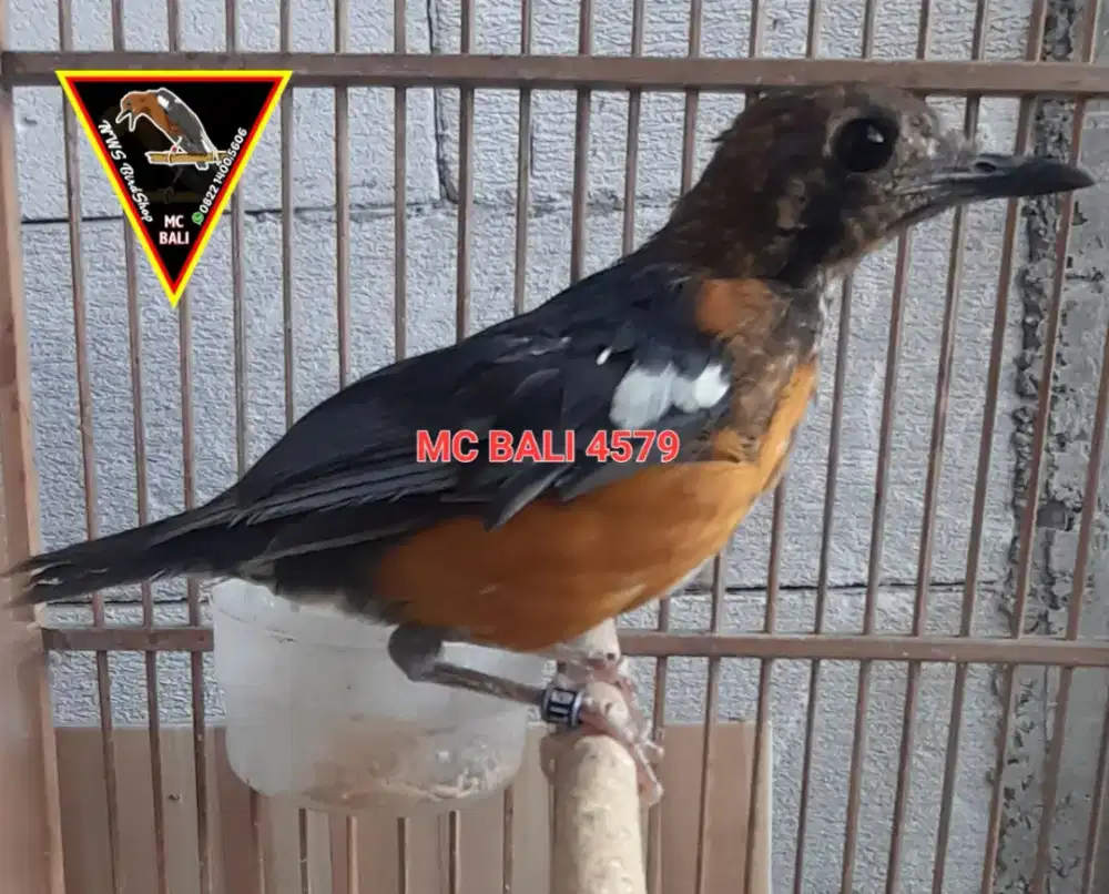 Anis Merah Trotolan Ring MC BALI Garansi Jantan