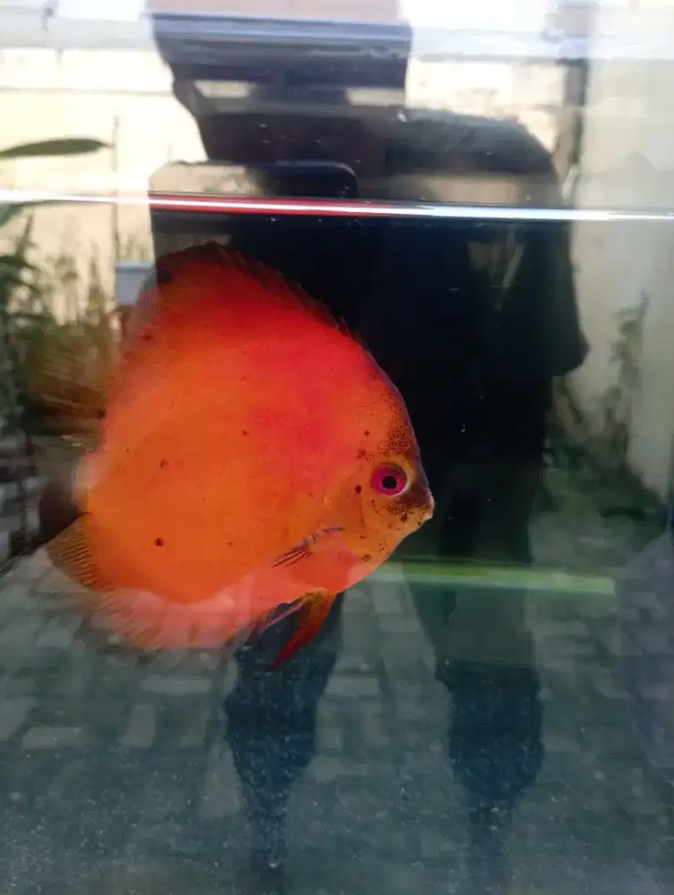 Discus sudah besar pelihara 1thn