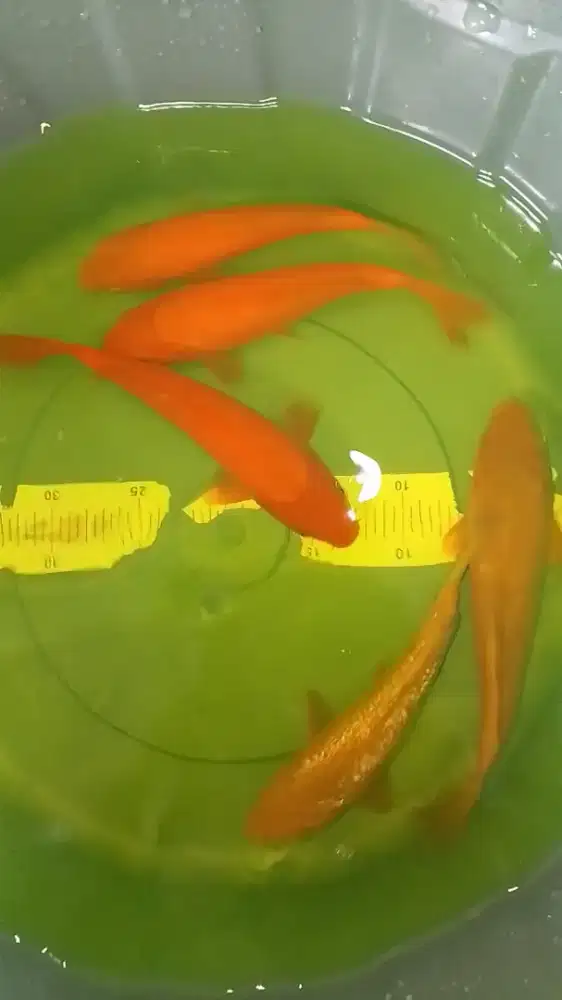 Ikan koi jenis Karashi 26cm warna polos