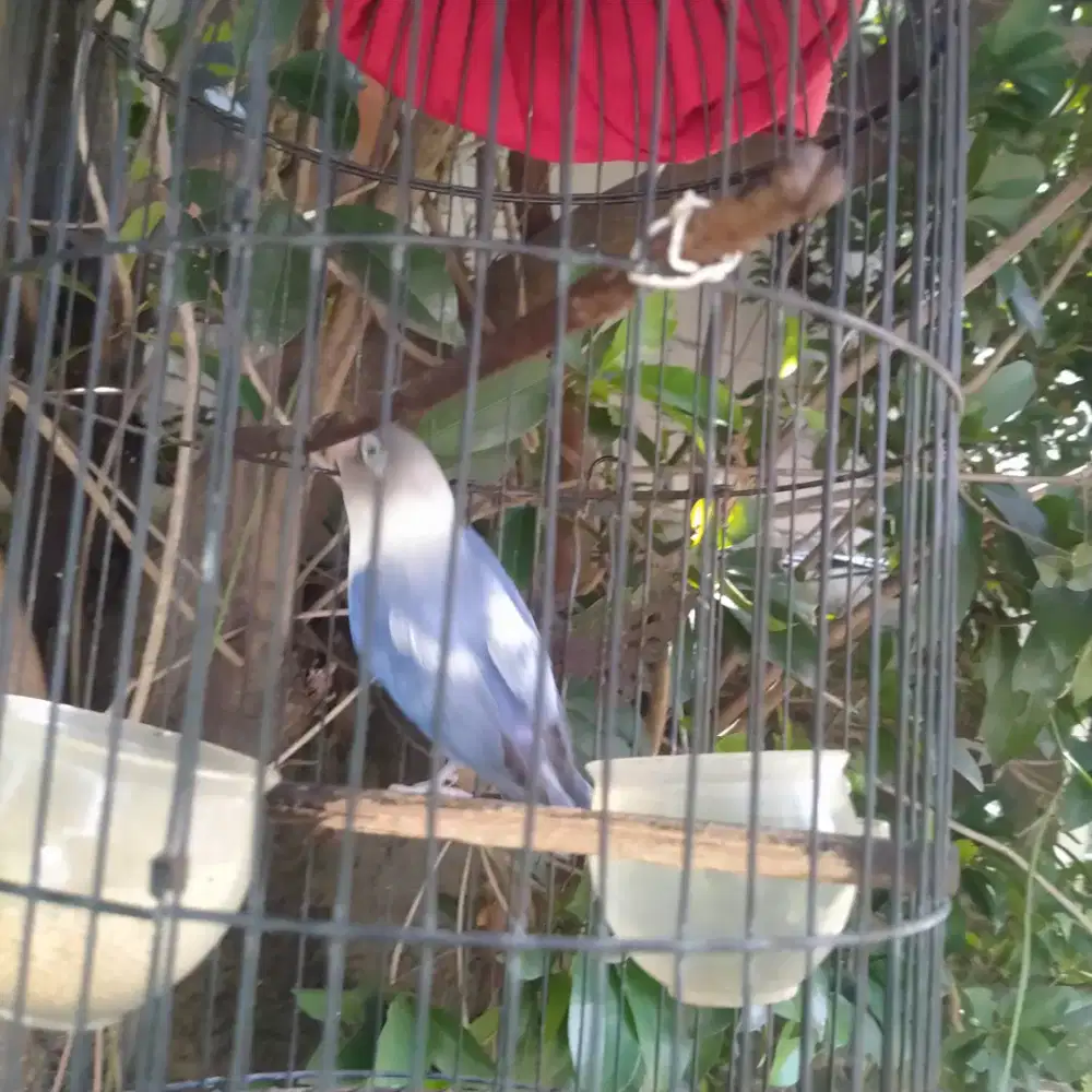 Love Bird Warna Biru
