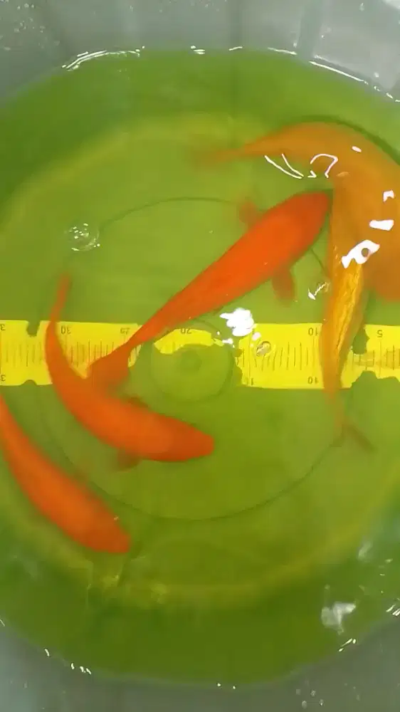 Ikan koi jenis Karashi size 26cm