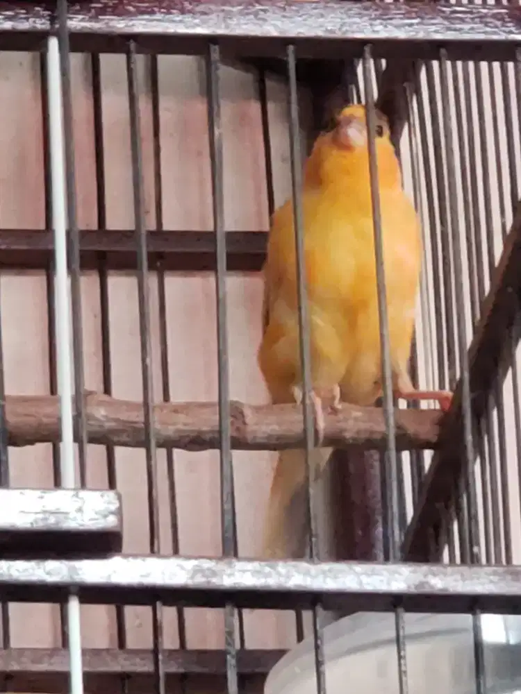 Kenari remaja 1/2 volume