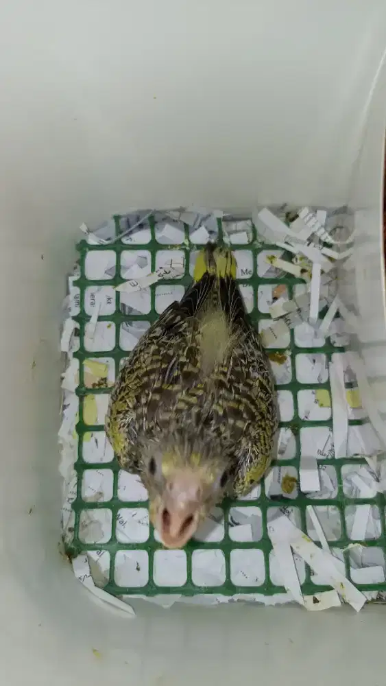 Anakan Falk batik jinak