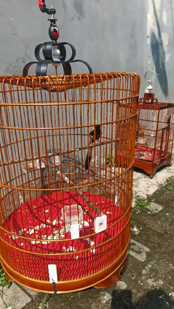 Murai Batu ekor panjang gacor dor