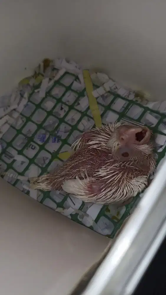 Anakan Falk albino MM