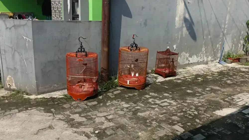 Murai Batu Trotol Jantan gacor Dor FS