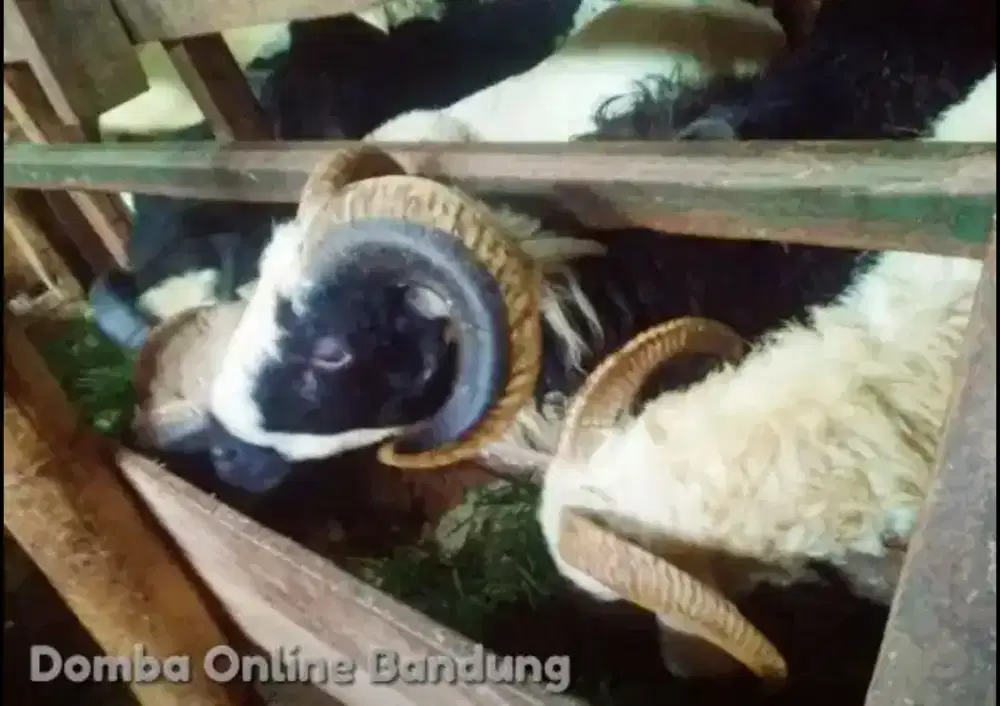 Domba Kurban Online Bandung