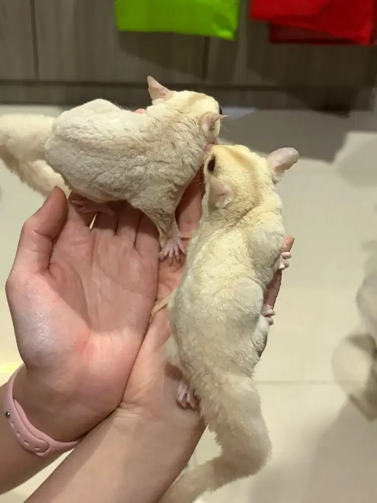 Sugar Glider Creamino Harga Nego
