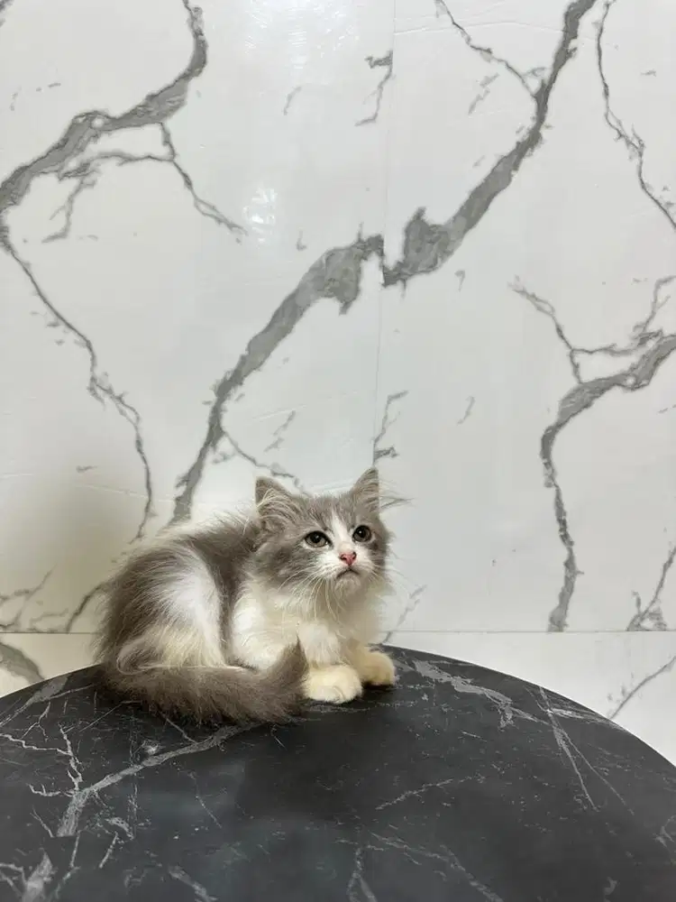 Kucing persia bicollor