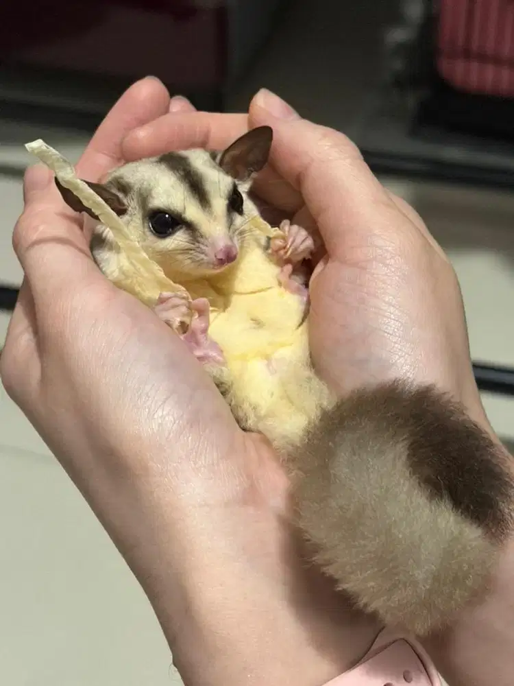 Sugar Glider WhiteFace WF double het Albino Leu
