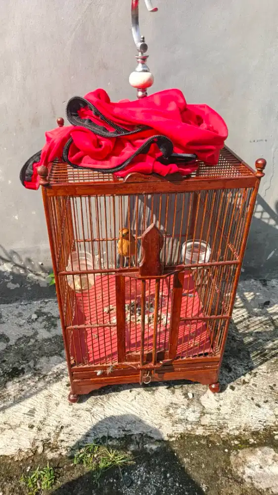 Burung anis Merah Jantan FS