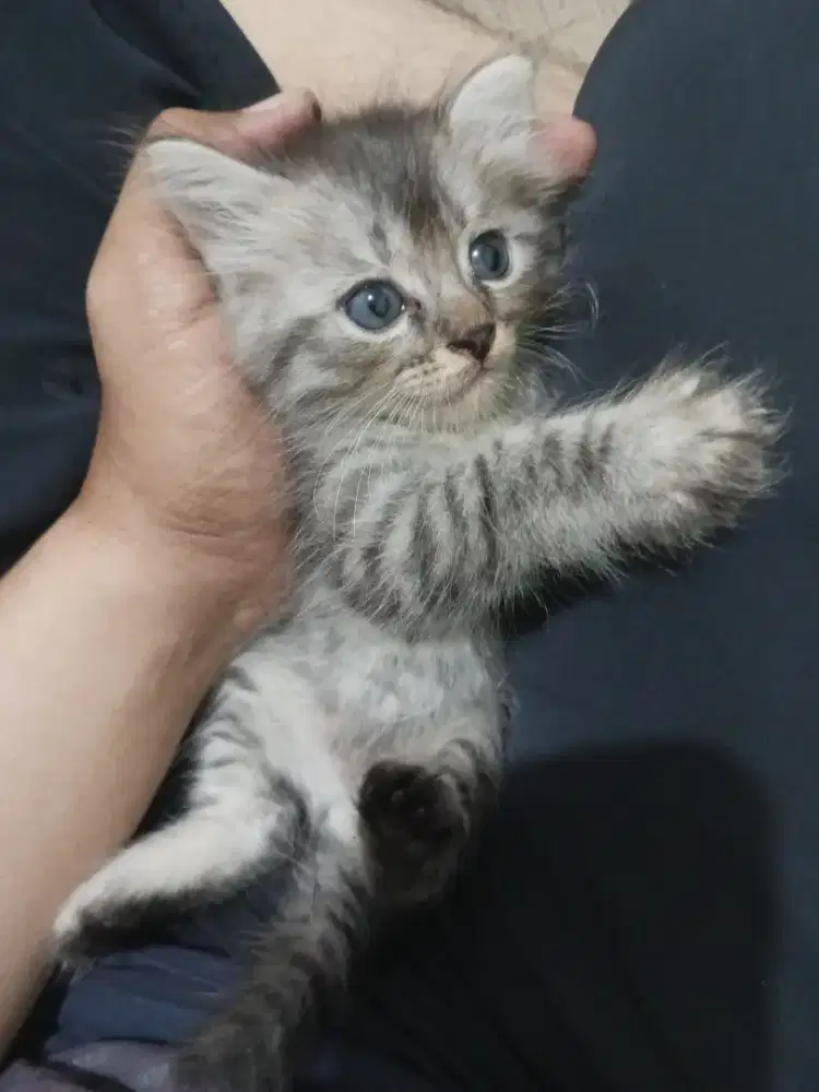 Lepas adop Kucing Persia (anabul)