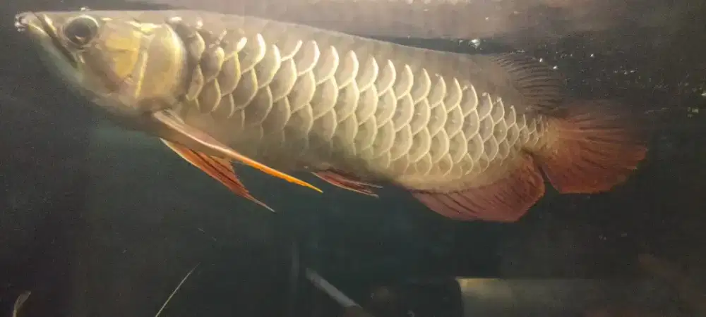 Golden Red ( High Back )