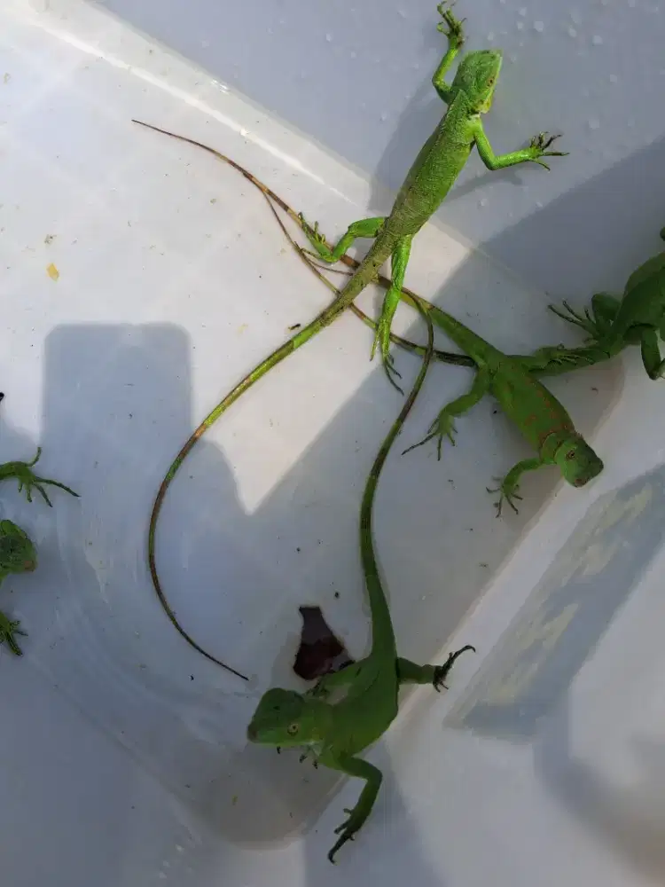 Iguana green sehat dan mulus