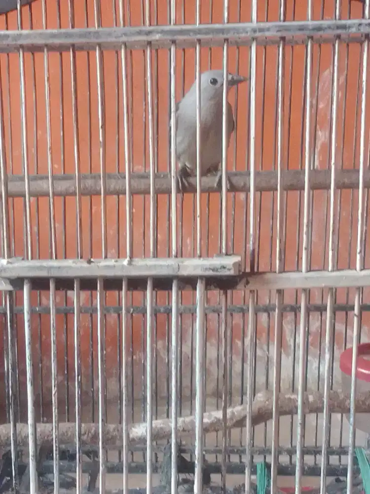 Jalak kapas rajin bunyi