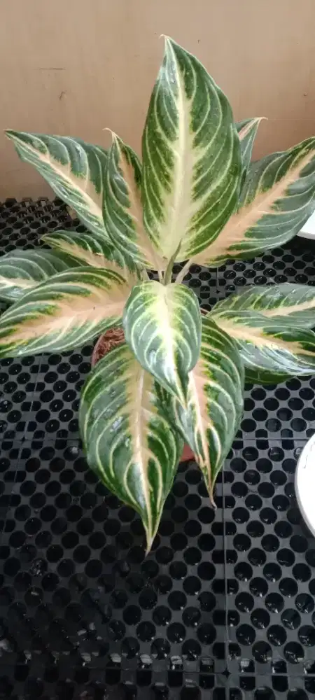 Jual Tanaman Aglonema Pink Sunset