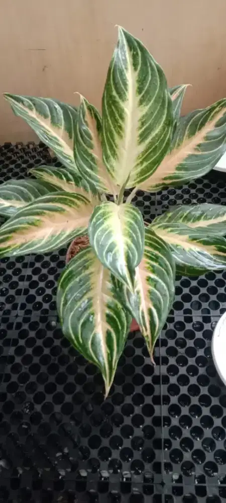 Jual Tanaman Aglonema Pink Sunset