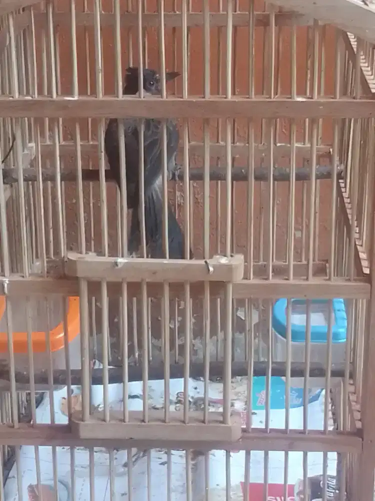 Kutilang gacor jantan