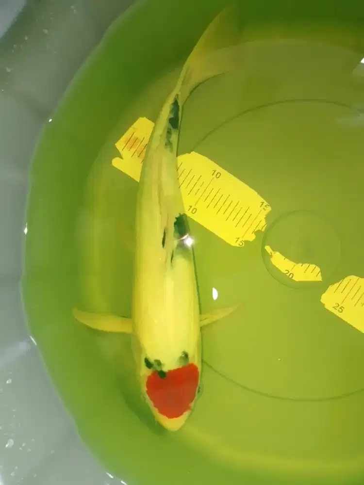 Ikan koi jenis Tancho Showa 36cm HQ