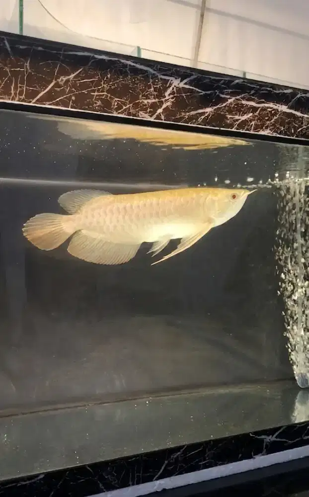 Arwana golden Albino rare