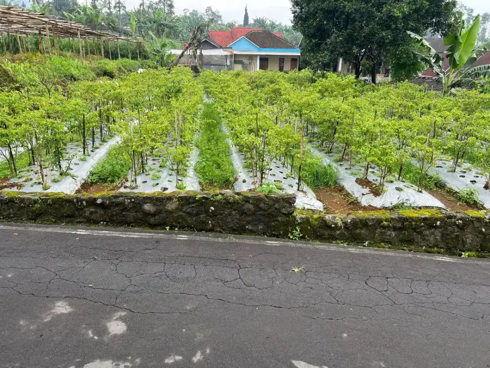 Tanah Datar 400m2 Kawasan Wisata Kemuning Karanganyar