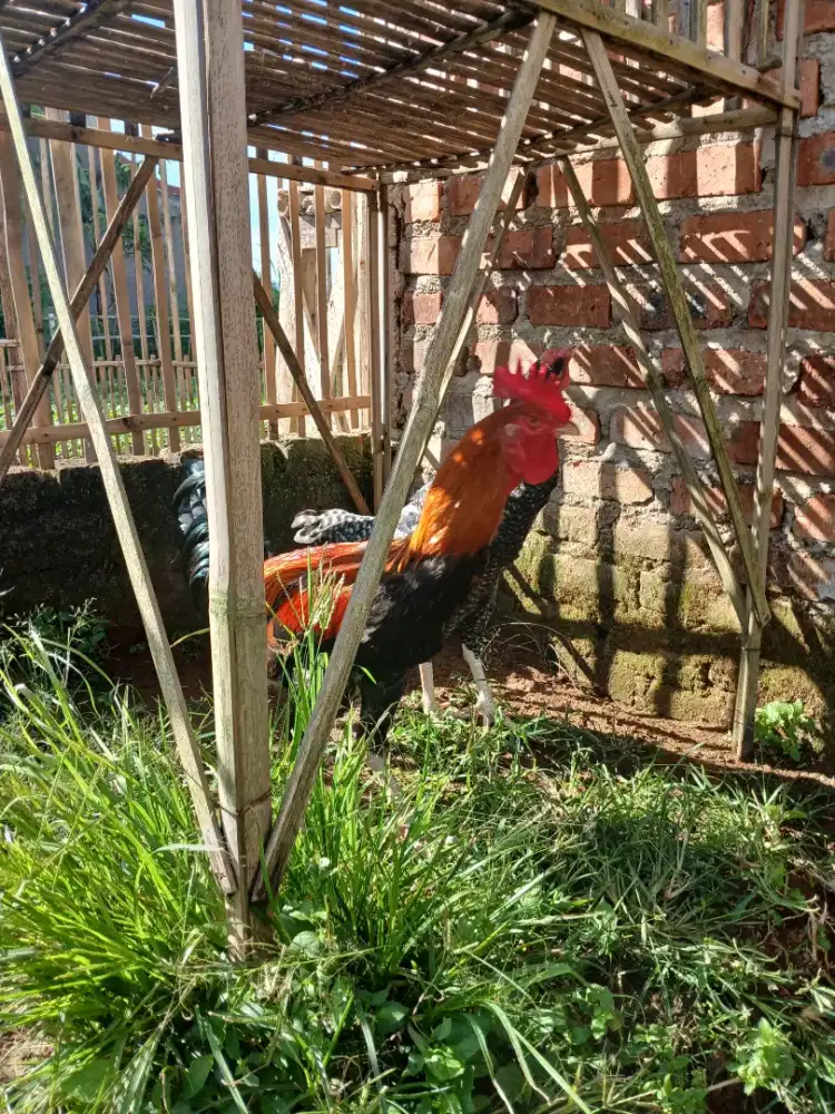 Ayam pelung unggulan