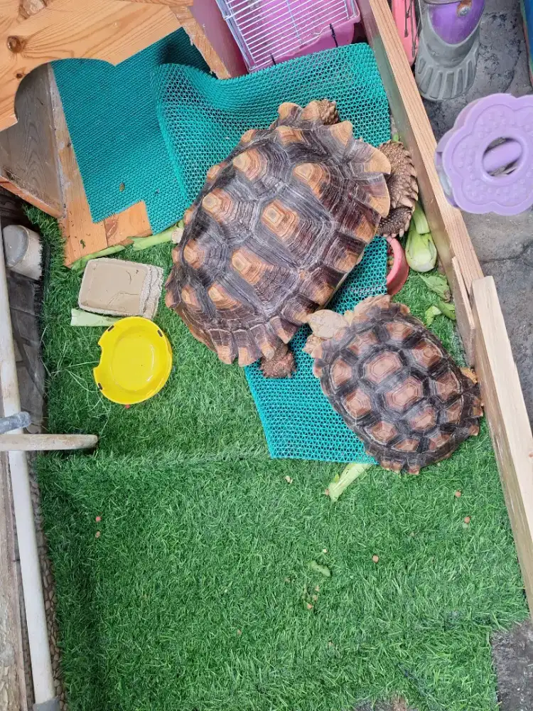 Sulcata 36 - 36 cm, edisi bosan