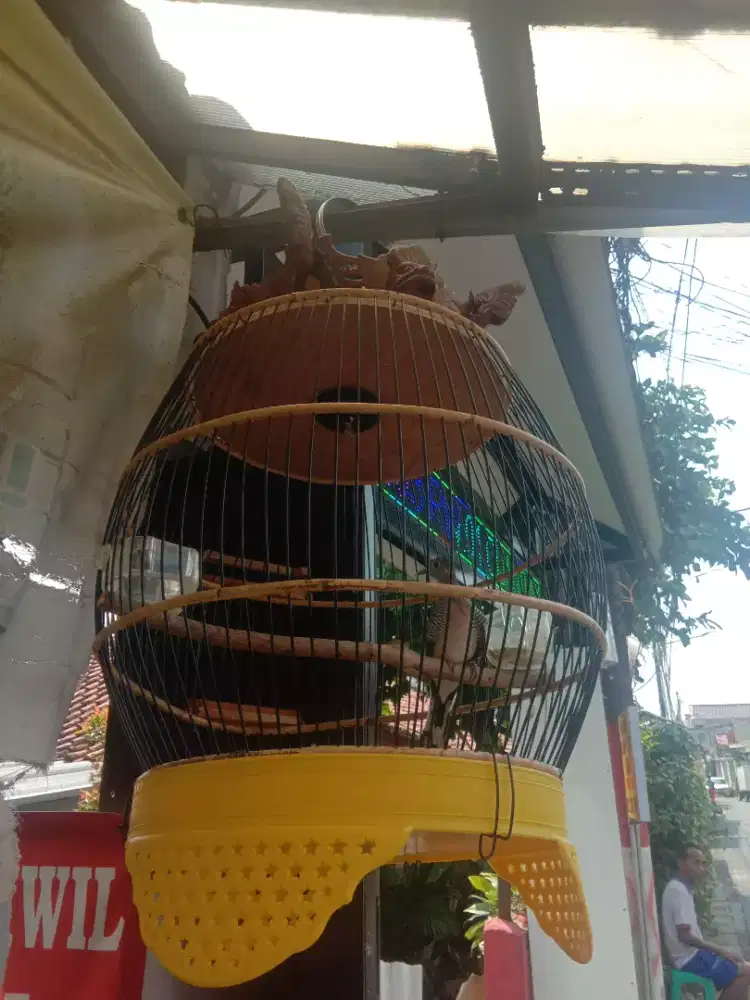 Perkutut Bangkok tulen rajin bunyi