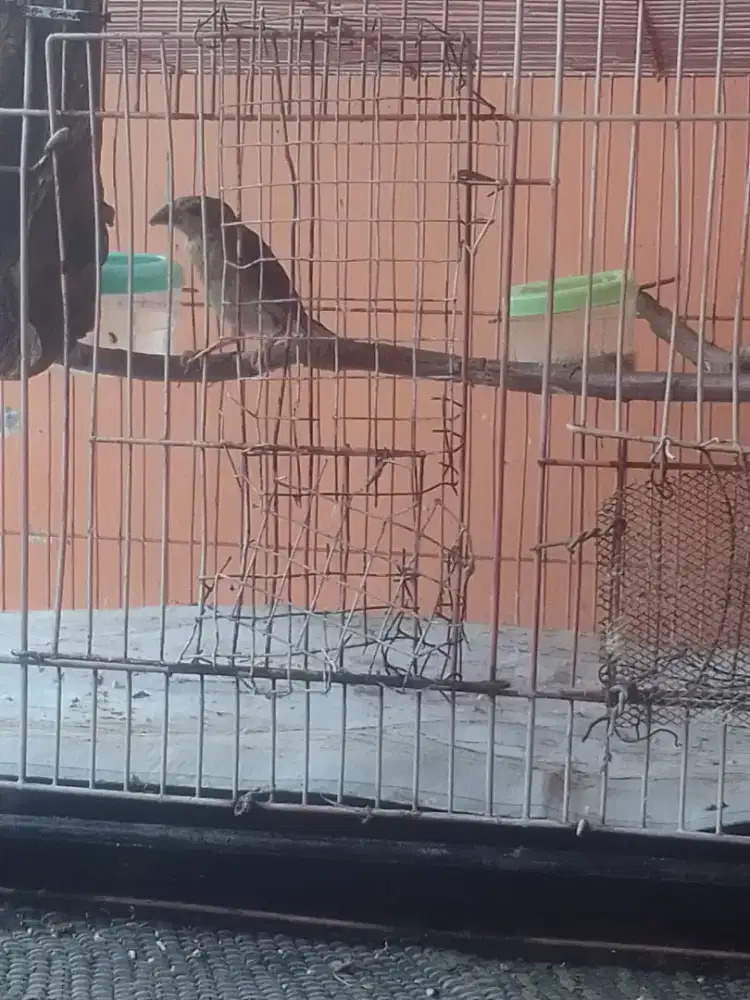 Manyar kembang rajin bunyi jantan