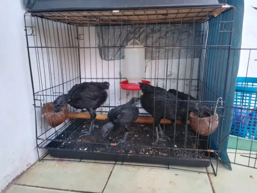 AYAM CEMANI PAMULANG