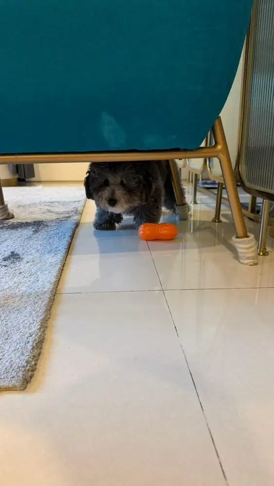 Dicari Art Momong/ Suster Newborn/ Sus Semi NGINAP