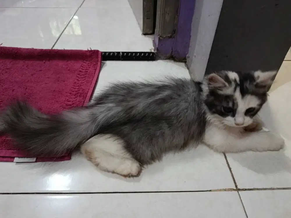 Kucing Persia jenis kelamin jantan dan betina usia 3 bulann dan betina