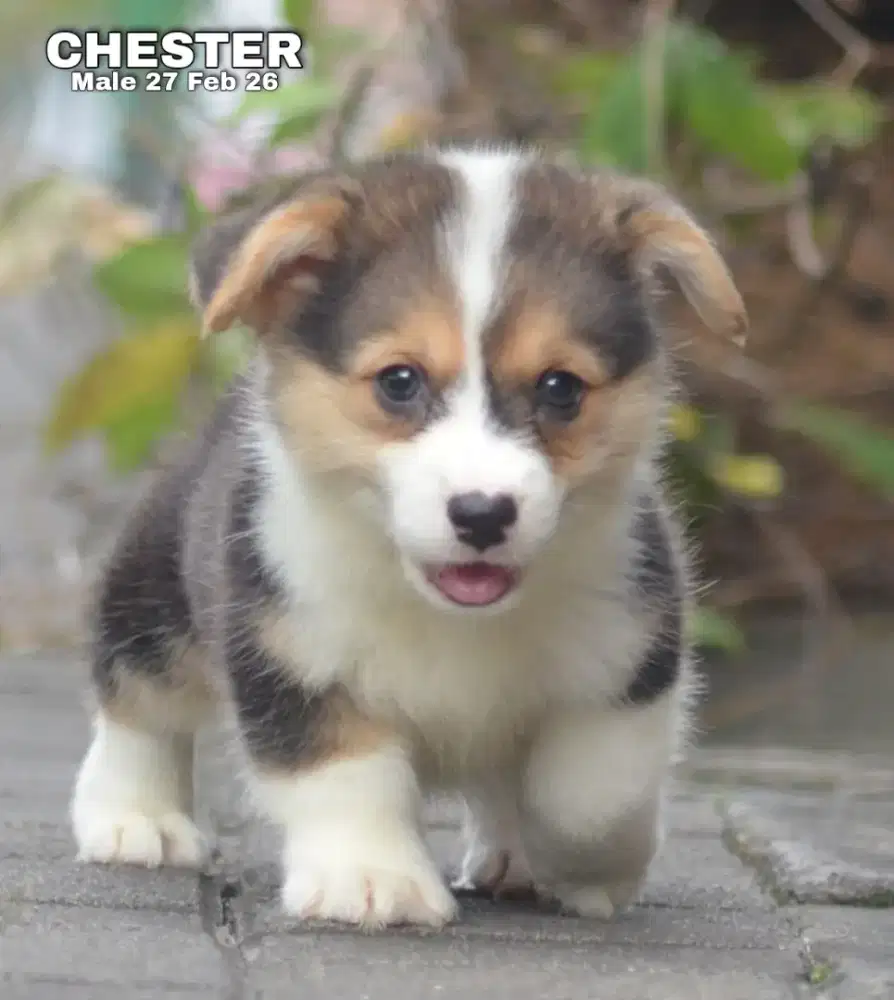 Corgi shorthair tricolor jantan •CHESTER•