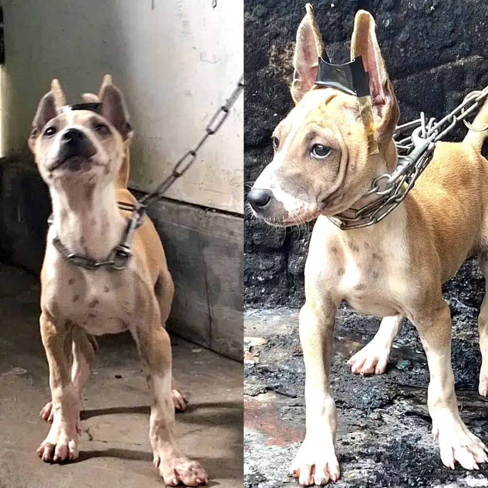 Terpit (terrier x pitbull)