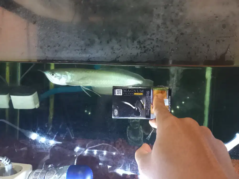 Di jual arwana silver terpilih