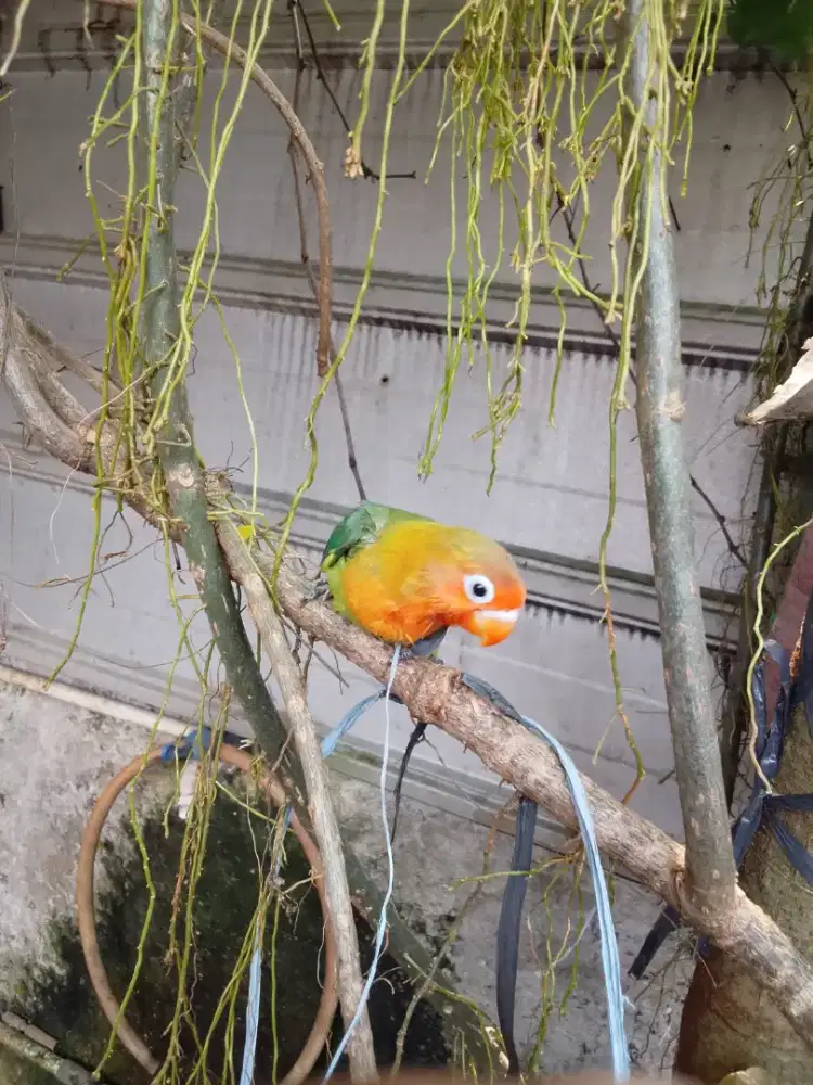 Anak love bird jinak masih di lolohin