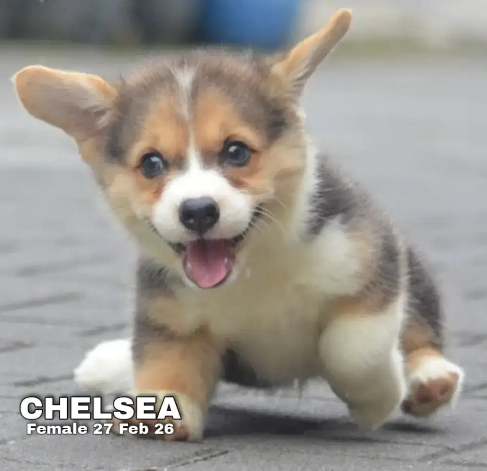 Corgi shorthair tricolor betina •CHELSEA•