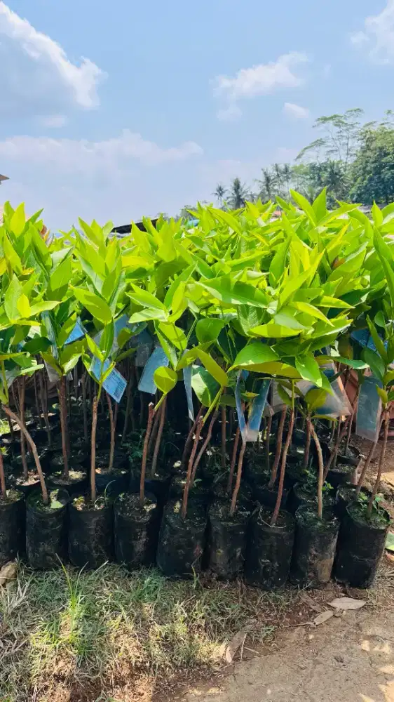 Bibit jambu air citra berlabel dan bersertifikat